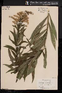 Solidago canadensis var. scabra image