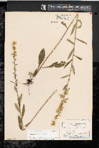 Solidago erecta image