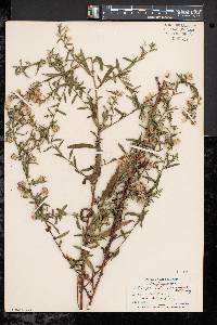 Symphyotrichum lanceolatum var. lanceolatum image