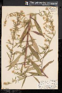Symphyotrichum lanceolatum var. lanceolatum image