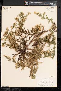 Symphyotrichum lanceolatum var. lanceolatum image