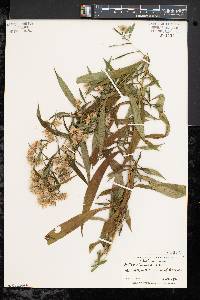 Symphyotrichum lanceolatum var. lanceolatum image