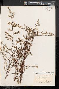 Symphyotrichum lanceolatum var. lanceolatum image