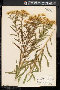 Solidago graminifolia image