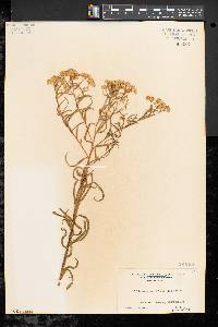 Solidago graminifolia image