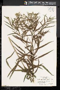 Solidago graminifolia image