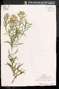 Solidago graminifolia image