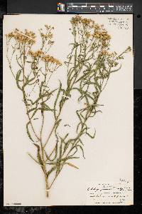 Solidago graminifolia image