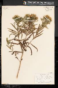 Solidago graminifolia image