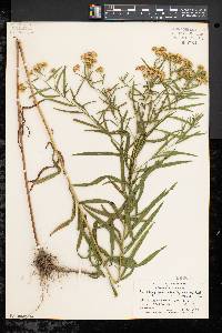 Solidago graminifolia image