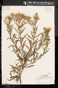 Solidago graminifolia image