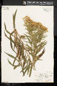 Solidago graminifolia image