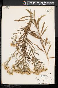 Solidago graminifolia image