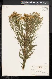 Solidago graminifolia image