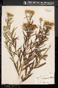 Solidago graminifolia image