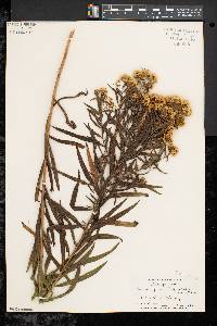 Solidago graminifolia image