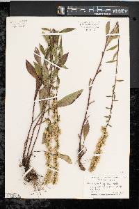 Solidago hispida image