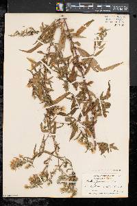 Symphyotrichum lanceolatum var. lanceolatum image