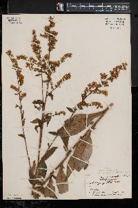 Solidago patula image