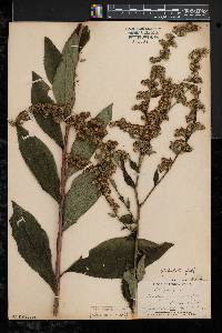 Solidago patula image