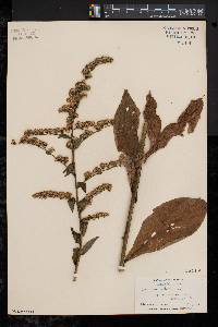 Solidago patula image