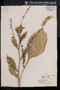 Solidago patula image