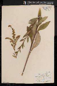 Solidago patula image