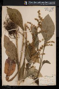 Solidago patula image