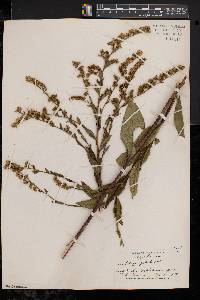 Solidago patula image