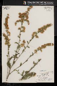 Solidago patula image