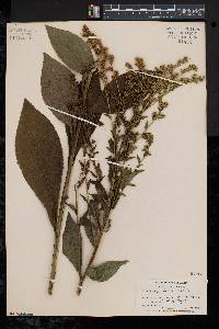 Solidago patula image