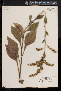 Solidago patula image