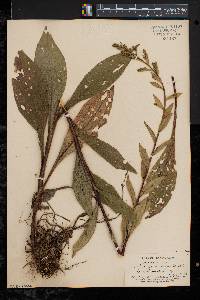 Solidago patula image