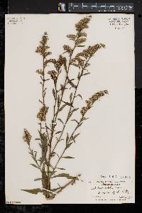 Solidago patula image