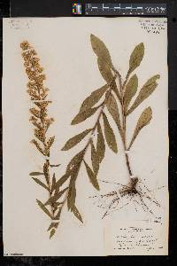 Solidago puberula image