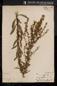 Solidago puberula image