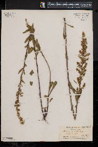 Solidago puberula image