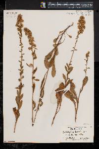 Solidago puberula image