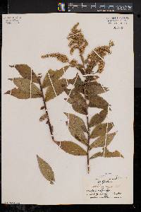 Solidago rugosa var. rugosa image