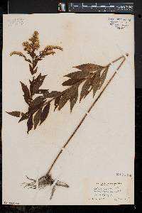 Solidago rugosa var. rugosa image