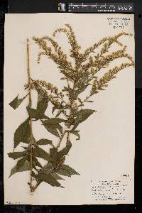 Solidago rugosa var. rugosa image