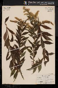 Solidago rugosa var. rugosa image