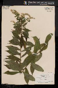 Solidago rugosa var. rugosa image