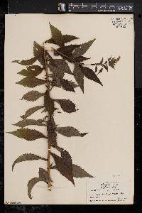 Solidago rugosa var. rugosa image