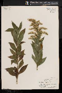 Solidago rugosa var. rugosa image