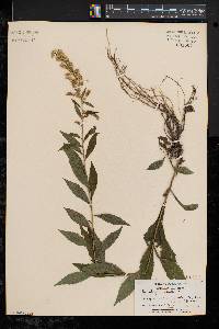 Solidago rugosa var. rugosa image