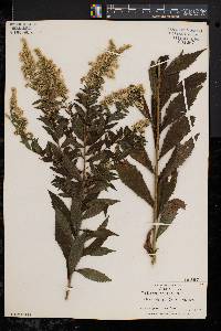 Solidago rugosa var. rugosa image