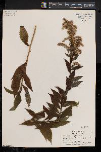 Solidago rugosa var. rugosa image