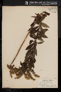 Solidago rugosa var. rugosa image