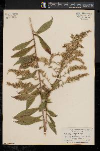 Solidago rugosa var. rugosa image